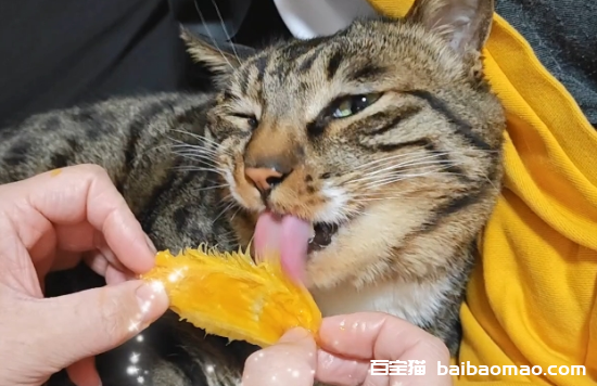 猫能吃芒果吗