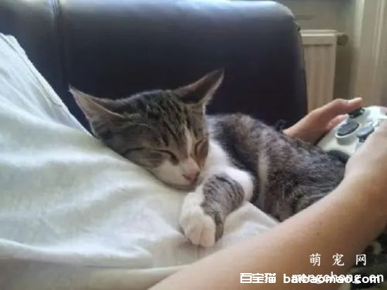 ​怎么防止猫晚上吵你睡觉