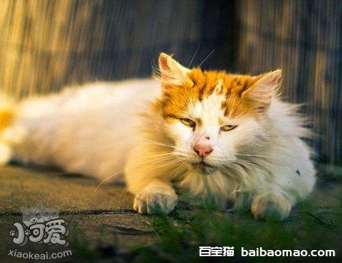 土耳其梵猫怎么训练听话 土耳其梵猫不听话解决办法