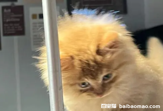 猫咪炸毛是什么原因