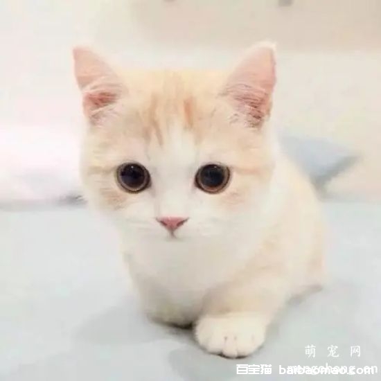 小猫咪喜欢咬主人的手和脚怎么办？