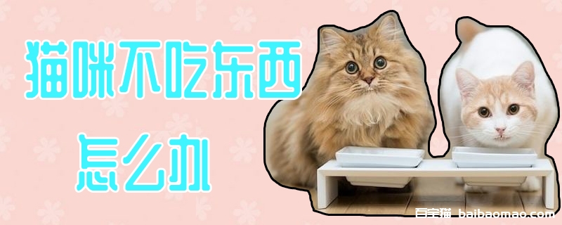 猫咪不吃东西怎么办