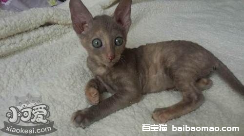 拉邦猫为什么睡觉打呼噜 拉邦猫睡觉打呼噜原因