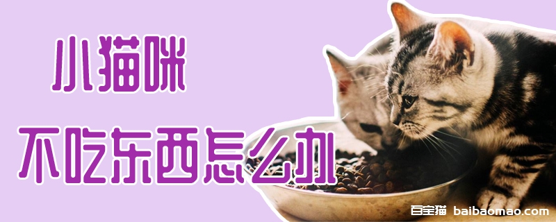 小猫咪不吃东西怎么办