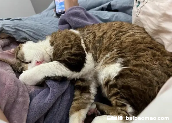 猫咪喜欢搂着我的脖子睡觉