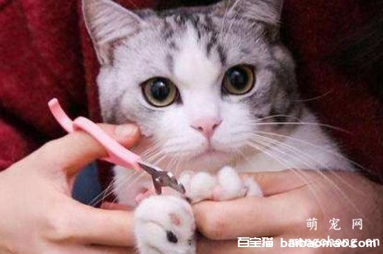 猫不让剪指甲还咬人怎么办