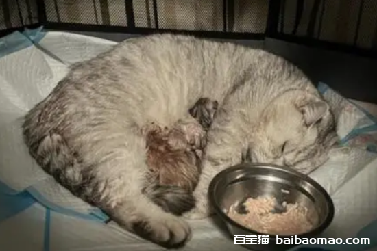 猫咪羊水是什么颜色的