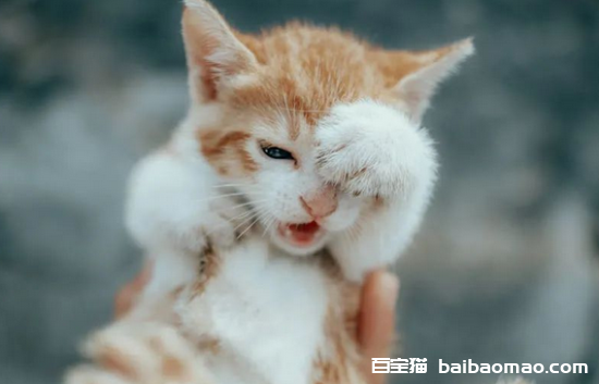 最后一次提醒：猫有这6种症状，是“狂犬病”的征兆，要远离