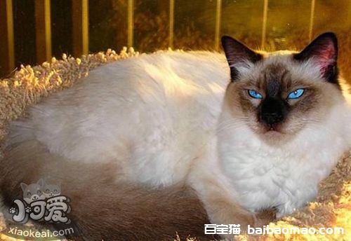 怎么与巴厘猫相处 巴厘猫饲养相处细节