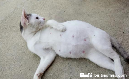 母猫生完小猫为什么还会流血