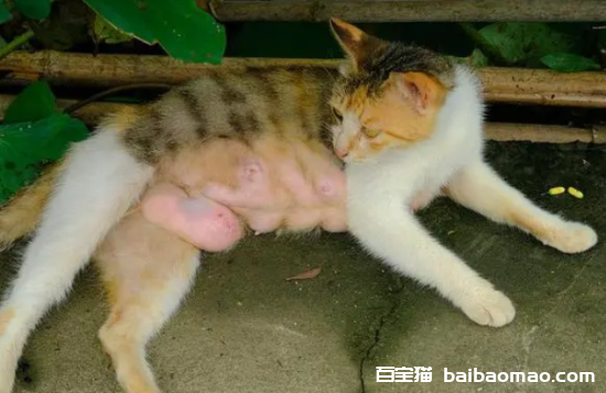 母猫生完小猫多久可以再怀孕