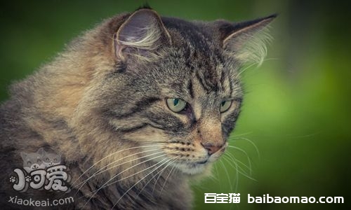 怎么训练威尔斯猫 五招换回乖乖威尔斯猫