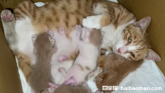 母猫生完小猫吃什么下奶