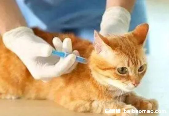 猫什么时候打疫苗