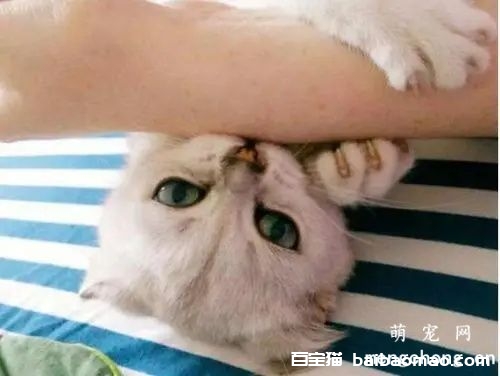 小猫喜欢扑人咬人怎么办？