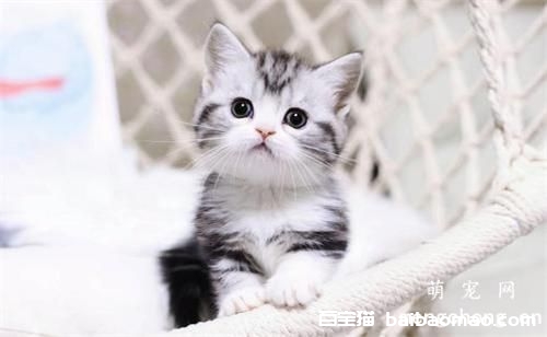 母猫抛弃小猫特征，怎么判断母猫抛弃小猫