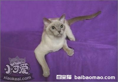 如何训练东奇尼猫不咬人 东奇尼猫咬人解决办法