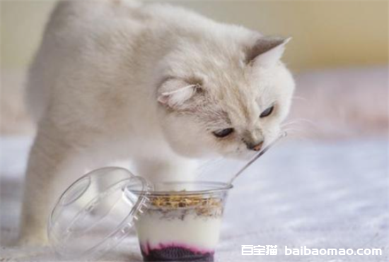 猫能吃酸奶吗为什么