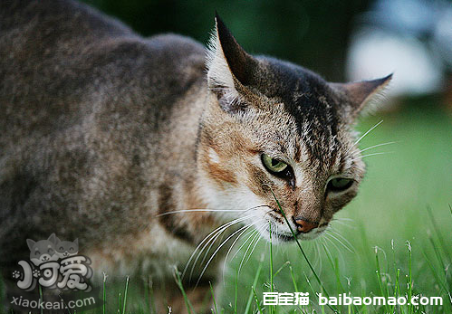 怎么训练索马里猫握手 索马里猫握手训练方法