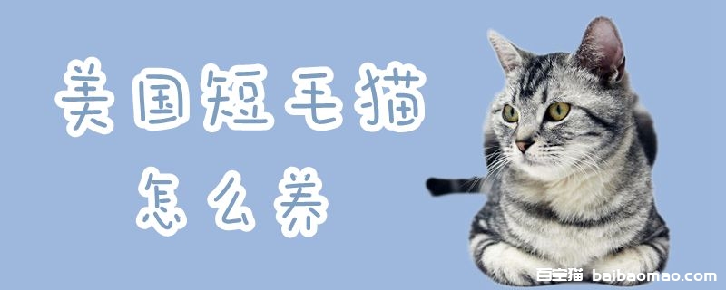 美国短毛猫怎么养