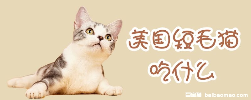 美国短毛猫吃什么