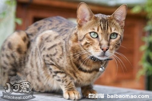 波米拉猫感染性腹泻如何治 感染性腹泻治疗方法