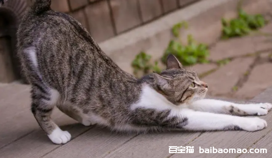 猫咪一摸就弓背翘尾