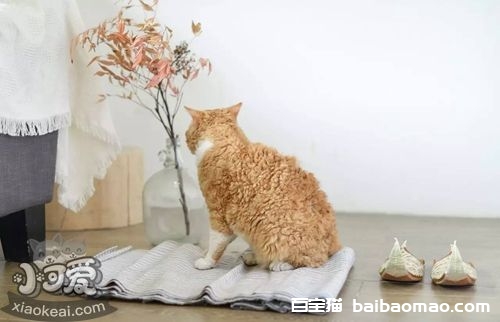 塞尔凯克卷毛猫怎么训练 塞尔凯克卷毛猫训练方法