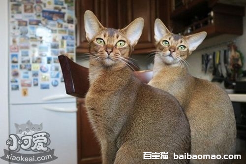 阿比西尼亚猫有血尿怎么回事 阿比西尼亚猫血尿原因