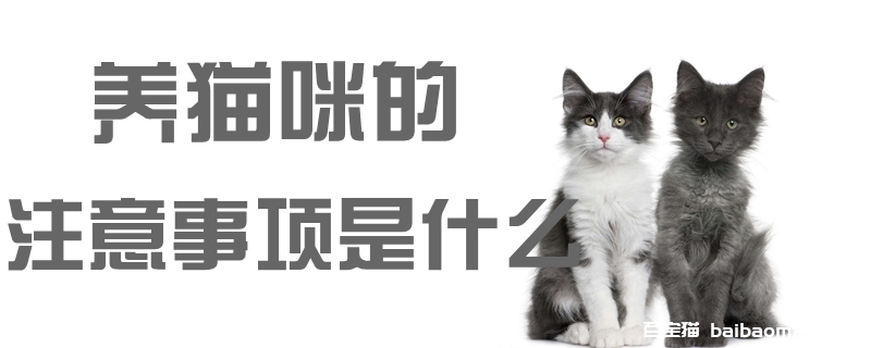 养猫咪的注意事项是什么