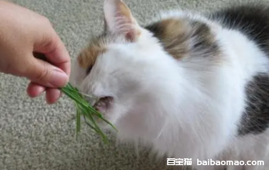 猫咪吸多了猫薄荷有害吗