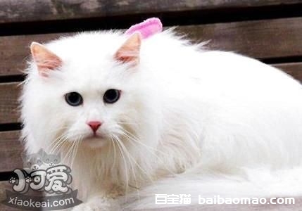 安哥拉猫犯错怎么调教 猫咪犯错四个调教方法