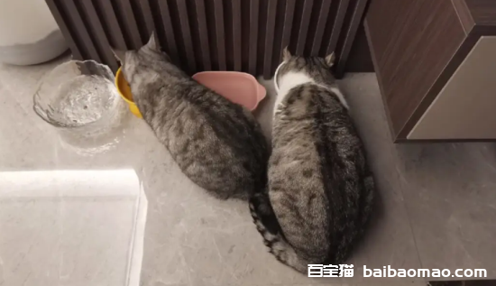 猫咪应该怎么减肥