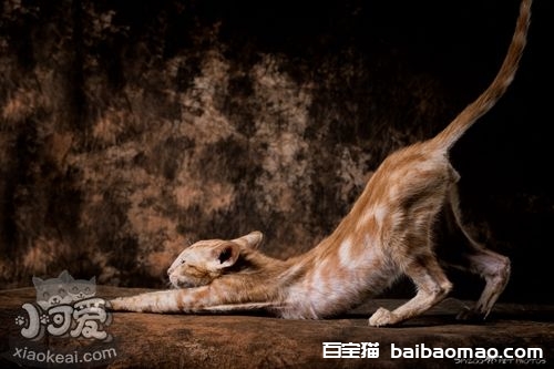 东方短毛猫怎么变乖巧 东方短毛猫训练技巧