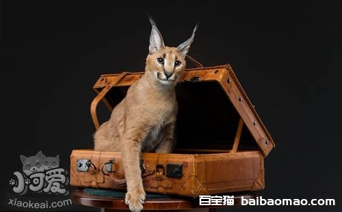 如何训练埃及猫不乱抓家具 埃及猫抓家具制止办法