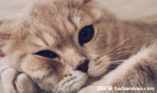 猫一直吐黄水不吃东西怎么办