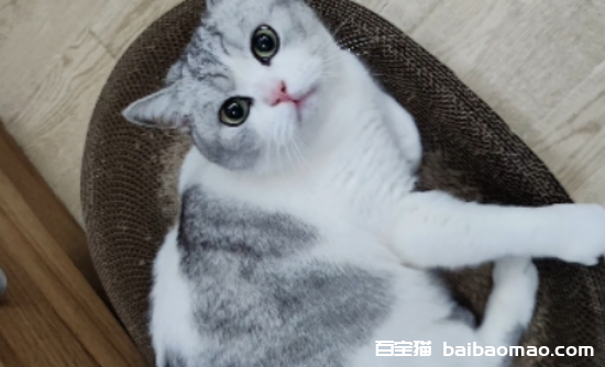 猫咪瘙痒难忍，原因何在？解决方法有哪些？