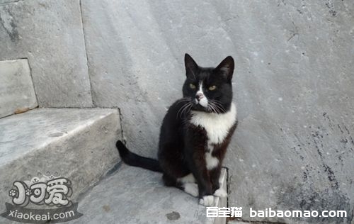 埃及猫咬人怎么办 如何训练埃及猫不咬人