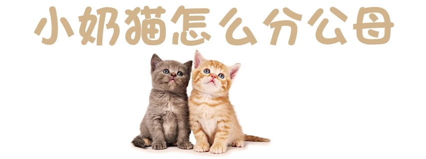 小奶猫怎么分公母