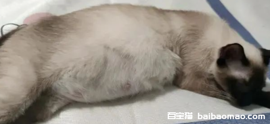 猫咪胎动后多久生产？详解猫咪妊娠期