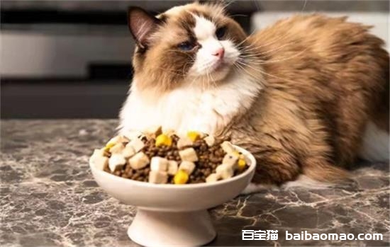 猫挑食怎么办不吃猫粮