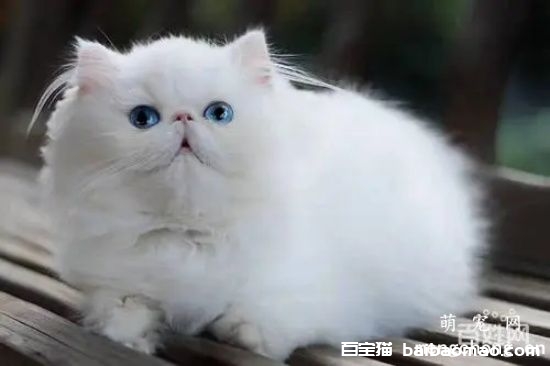 波斯猫怀孕繁殖期间注意什么呢？