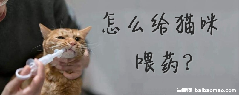 怎么给猫咪喂药