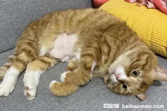 猫脂肪肝会自愈吗