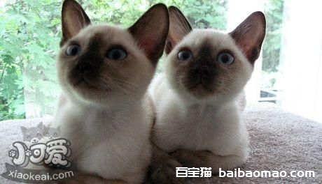 东奇尼猫肾衰有什么症状 东奇尼猫肾衰症状介绍