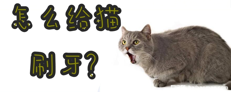 怎么给猫刷牙