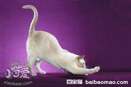 东奇尼猫感冒怎么治疗 东奇尼猫感冒治疗方法