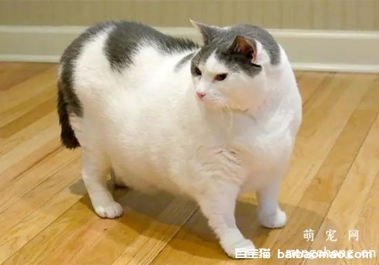 猫咪绝育后会发胖吗？