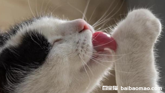 猫咪一直舔自己身上是怎么回事