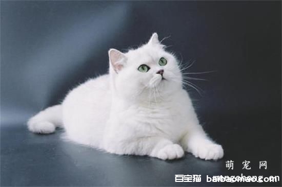 猫咪发情的相关处理方法